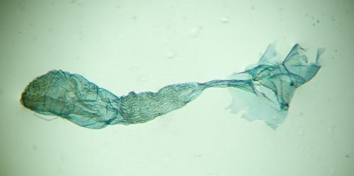 Cadra figulilella